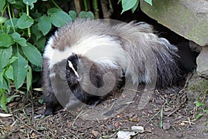 Skunk