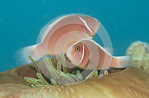 Skunk anemone fish,(Amphiprion perideraion)