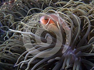 A Skunk Anemonefish Amphiprion perideraion