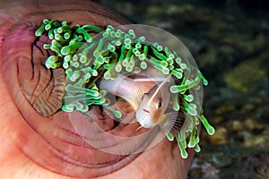 The Skunk Anemonefish, fish