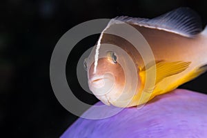 The Skunk Anemonefish, fish