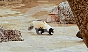 Skunk black and white animal zoo Naples