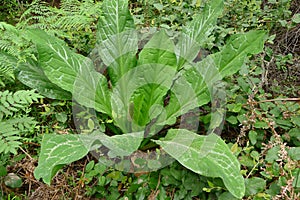 Skunk Cabbage