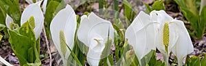 Skunk cabbage blooming in the springtime wetland