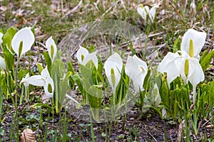 Skunk cabbage blooming in the springtime wetland