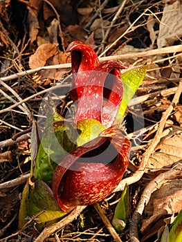 Skunk Cabbage buds in shades of red & green