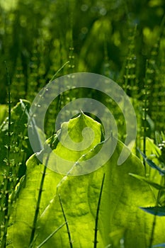 Skunk Cabbage, Lysichiton americanus