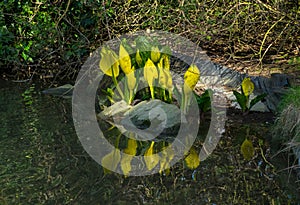 Skunk cabbage, lysichiton americanus