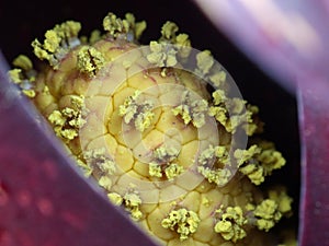Skunk Cabbage Spandix Closeup