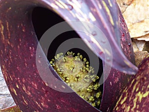 Skunk Cabbage Spandix In A Spathe 2