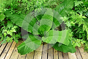 Skunk Cabbage beside the Trail