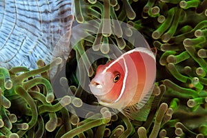 Skunk Clownfish