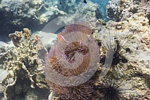 Skunk clownfish (Amphipirion perideraion)