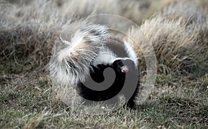 skunk in defensive position in the countryside