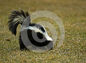 Skunk (Mephitis mephitis) Sniffs in the Grass photo