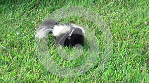 A skunk rooting around in the green grass