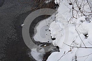 Skunk Tracks on Frozen River Ice in Minnesota