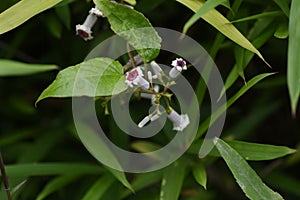 Skunk vine Paederia scandens flowers