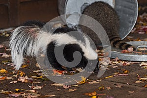 Skunk (Mephitis mephitis) Walks Past Raccoon (Procyon lotor) in T