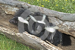 Skunks