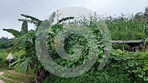 Skus karela vegetables fields in Nepal