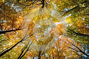 Sky in the autumn forest, Bavaria, Germany.