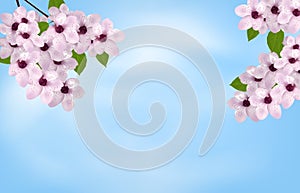 Sky background with blossom cherry or sakura. Spring flowers. Vector