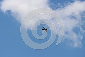Sky background with flying bird. Germano reale in volo. photo
