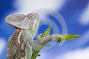 Sky background, reptile, Chameleon lizard