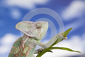 Sky background, reptile, Chameleon lizard
