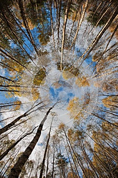 Sky in birch forest.