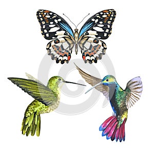 Sky bird colibri anf butterfly in a wildlife by watercolor style isolated.