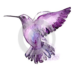 Sky bird colibri in a wildlife isolated. Watercolor background set. Isolated hummingbird illustration element.