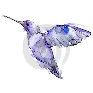 Sky bird colibri in a wildlife isolated. Watercolor background set. Isolated hummingbird illustration element.