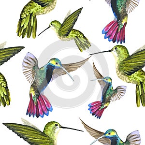 Sky bird colibri in a wildlife pattern by watercolor style isolated.