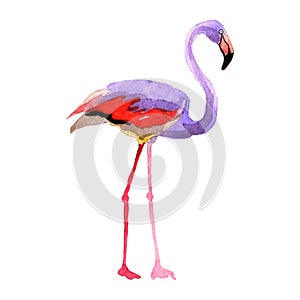 Sky bird flamingo in a wildlife by vector style isolated.