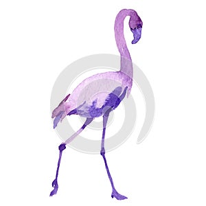 Sky bird flamingo in a wildlife by vector style isolated.