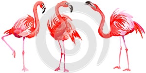 Sky bird flamingo in a wildlife by watercolor style isolated.