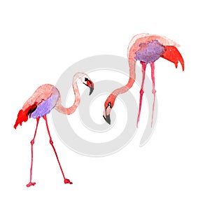 Sky bird flamingo in a wildlife by watercolor style isolated.