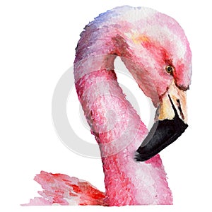 Sky bird flamingo in a wildlife by watercolor style isolated.