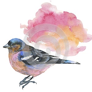 Sky bird sparrow in a wildlife by watercolor style isolated.