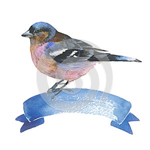 Sky bird sparrow in a wildlife by watercolor style isolated.
