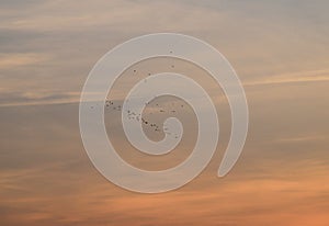 Sky with birds around sunset time. Latvia, Vidzeme.