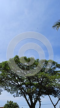 Sky  blue astrophile tree