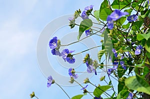 Sky blue Cluster vine