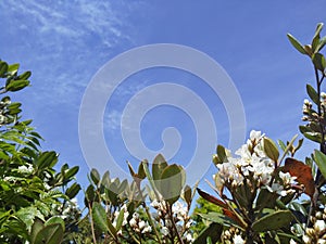 sky blue forestflowers