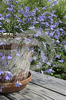 Sky Blue laguna Flowers