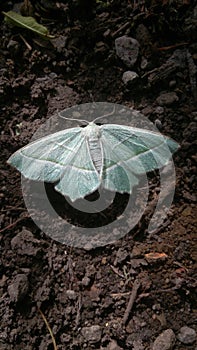 Sky blue moth on rough ground