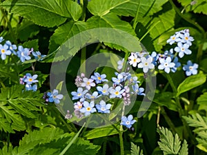 Sky-blue and purple spring-flowering plant - the wood forget-me-not flowers. Flower meaning - True and undying love, remembrance,