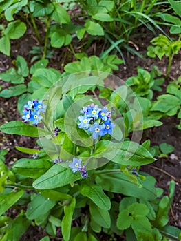Sky-blue and purple spring-flowering plant - the wood forget-me-not flowers. Flower meaning - True and undying love, remembrance,